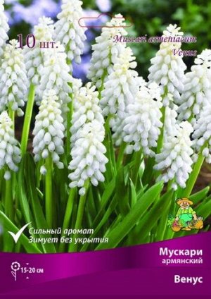 Мускари Венус 7/8 10шт (Поиск)