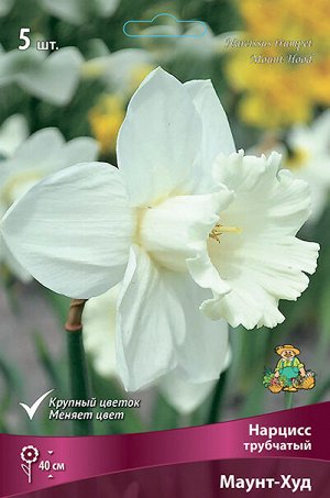 Нарцисс Маунт Худ 12/14 5шт (Поиск)