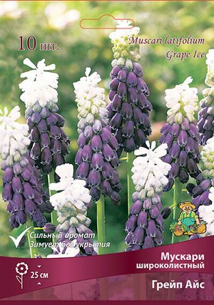 Мускари Грейп Айс 5/+ 5шт (Поиск)
