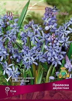 Пролеска Двулистная 4/5 10шт (Поиск)