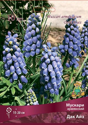 Мускари Дак Айз 6/7 10шт (Поиск)