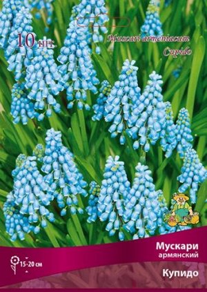 Мускари Купидо 7/8 10шт (Поиск)