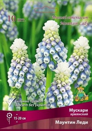 Мускари Маунтин Леди 7/8 10шт (Поиск)
