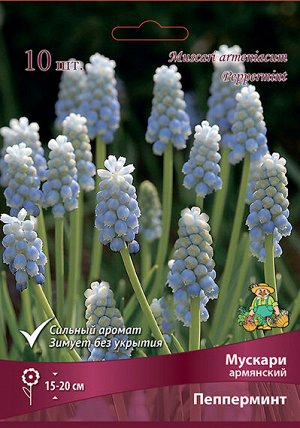 Мускари Пепперминт 7/8 10шт (Поиск)
