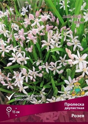 Пролеска Розея 4/5 10шт (Поиск)