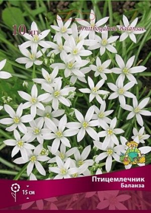 Птицемлечник Баланза 7/8 10шт (Поиск)