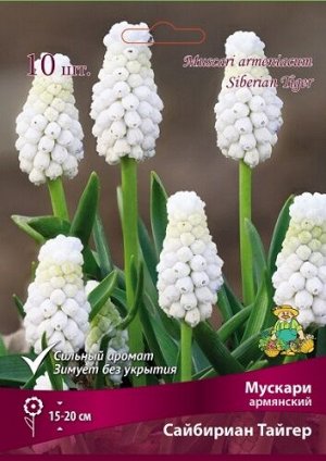 Мускари Сайбириан Тайгер 6/7 10шт (Поиск)