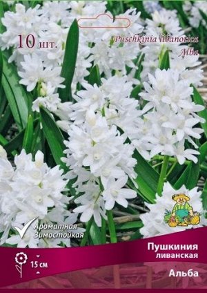 Пушкиния Альба 6/+ 10шт (Поиск)