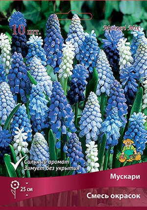 Мускари Смесь 6/+ 10шт (Поиск)