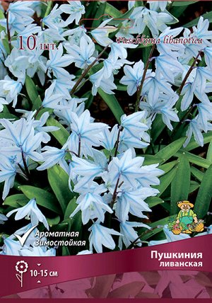 Пушкиния Ливанская 6/+ 10шт (Поиск)