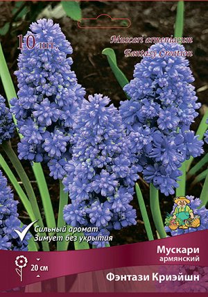 Мускари Фэнтази Криэйшн 7/8 10шт (Поиск)