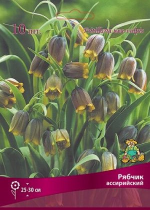 Рябчик Ассирийский 6/+ 10шт (Поиск)