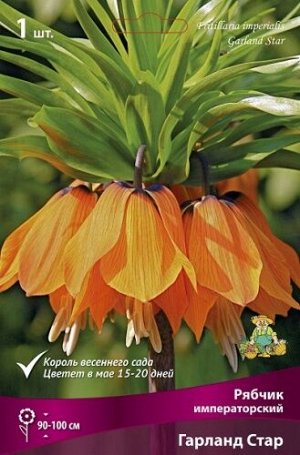 Рябчик Гарланд Стар императорский 20/24 1шт (Поиск)