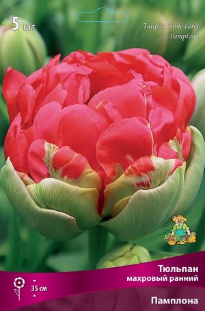 Тюльпан Памплона 12/+ 5шт (Поиск)