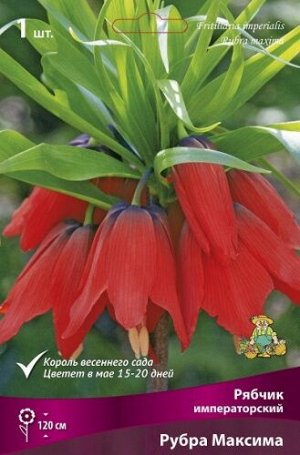 Рябчик Рубра Максима императорский 20/24 1шт (Поиск)