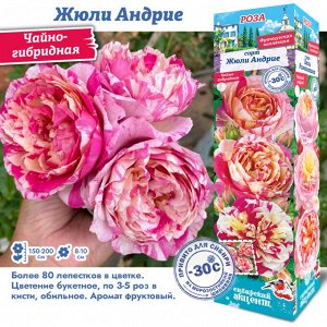Роза Жюли Андрие (Чайно-гибридная) 1шт (Сиб сад)
