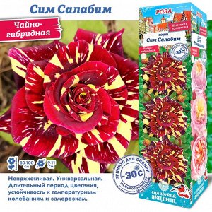 Роза Сим Салабим (Чайно-гибридная) 1шт (Сиб сад)