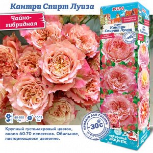 Роза Кантри Спирит Луиза (Чайно-гибридная) 1шт (Сиб сад)
