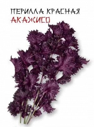 Перилла красная "Акажисо"