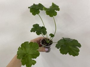 Пеларгония зональная ИВ-Жемчужина Шах Сафи