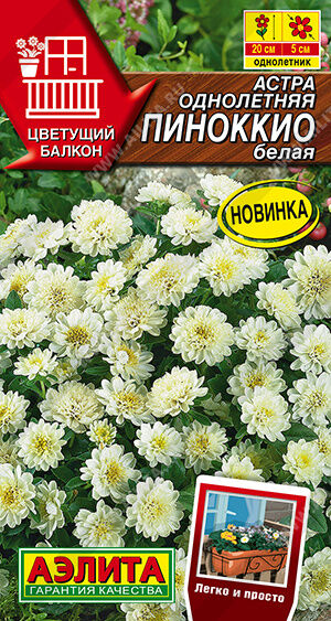 Астра Пиноккио белая