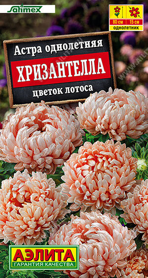 Астра Хризантелла цветок лотоса