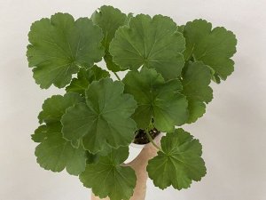 Цветы от FEViolets Пеларгония зональная Survivor Rosalinda