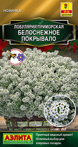 Лобулярия Белоснежное покрывало