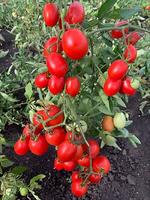 Томат Семко 100 F1
