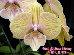 УЦЕНКА Phal. JC Stars Shining 372