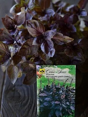 Базилик фиолетовый Москворецкий Семко (ЕВРОЛОГ) хит