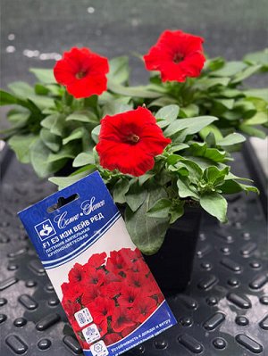 Петуния "Изи Вейв" Е3 Ред  F1