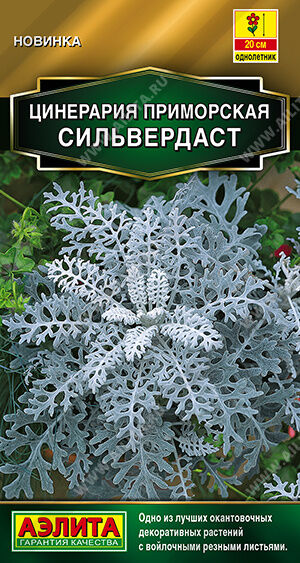 Цинерария Сильвердаст