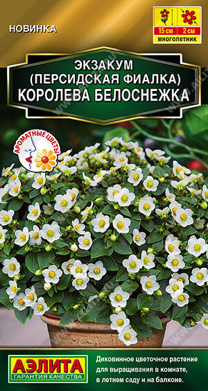Экзакум (Персидская фиалка) Королева белоснежка