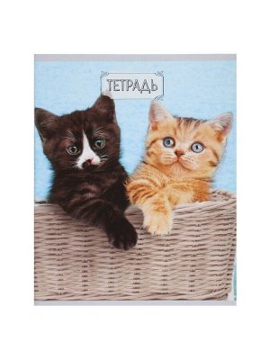 Набор тетрадей, 48 листов в клетку, Calligrata «Милые котята», серые листы, 5 штук