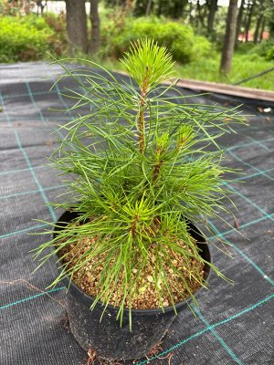 Сосна горная Мугус 3 года саженец горшок С3