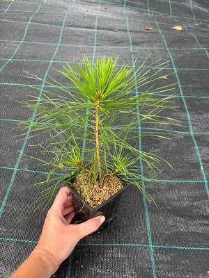 Сосна Густоцветковая Японская красная 3 года саженец горшок Р9