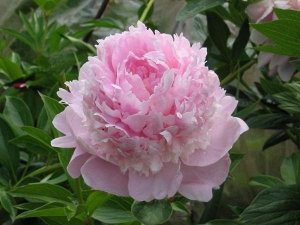 Пион (Paeonia Angel Cheeks) 2/3