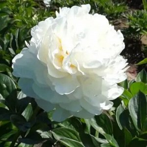 Пион (Paeonia Class Act) 2/3