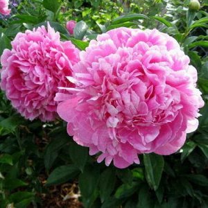 Пион (Paeonia Jacorma) 3/5
