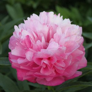 Пион (Paeonia Joker) 2/3