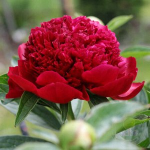 Пион (Paeonia hybrid Red Charm) 2/3