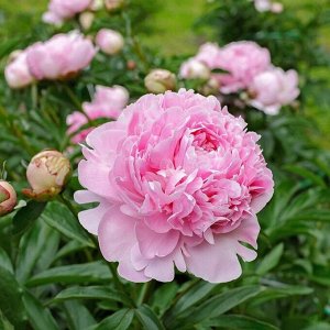 Пион (Paeonia Sarah Bernhardt) 2/3