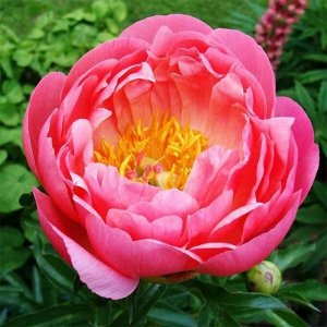 Пион (Paeonia hybrid Coral Sunset) 2/3