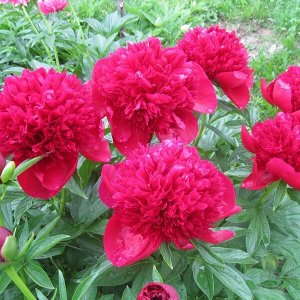 Пион (Paeonia hybrid Red Charm) 2/3