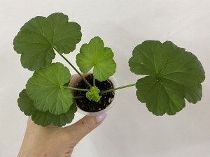 Пеларгония зональная Dung geul Dung geul miso