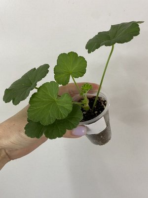 Пеларгония зональная Dung geul Dung geul miso