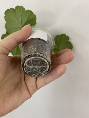 Пеларгония зональная Dung geul Dung geul miso