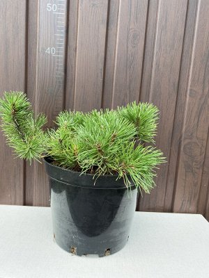 Сосна горная "Пумилио"(Pinus mugo Pumilio)