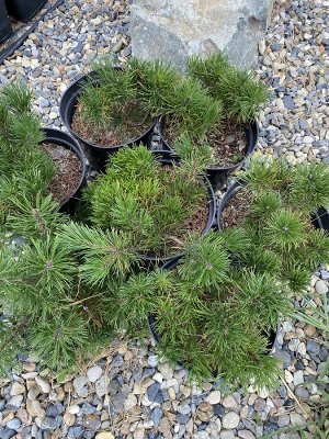 Сосна горная "Пумилио"(Pinus mugo Pumilio)